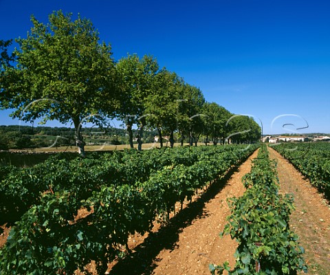 Merlot vineyard of Domaine de Nizas Nizas near Pzenas Hrault France  Vin de Pays dOc