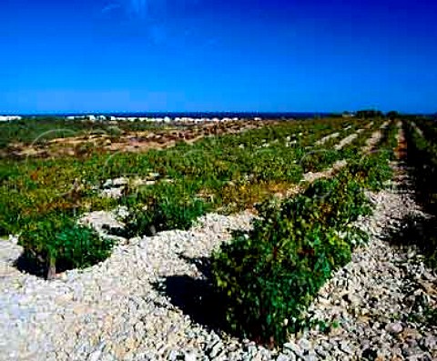 Vineyard of Chteau RouquettesurMer above the   Mediterranean at NarbonnePlage Aude France      Coteaux du Languedoc la Clape