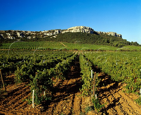Vineyard of Chteau Pech Redon below the highest point of Montagne de la Clape Near Narbonne Aude France Coteaux du Languedoc la Clape