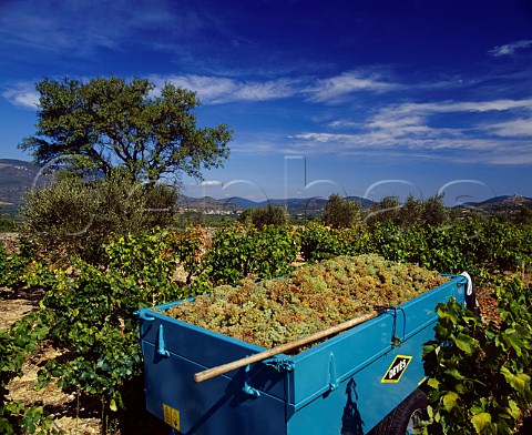 Harvesting Macabeo grapes near Tuchan   Aude France    Fitou  Corbires