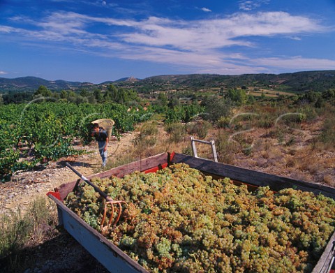 Harvesting Macabeo grapes near Tuchan   Aude France    Fitou  Corbires