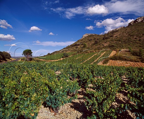 Vineyards near Tuchan Aude France      Fitou  Corbires