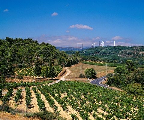 Vineyard with wind turbines on the ridge beyond  Lassac Aude France   Cabards