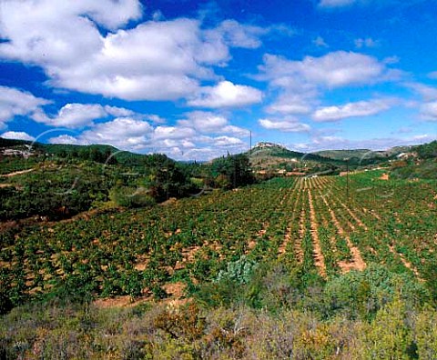 Vineyards high in the hills above DurbanCorbires   Aude France     Corbires  Terroir de Durban