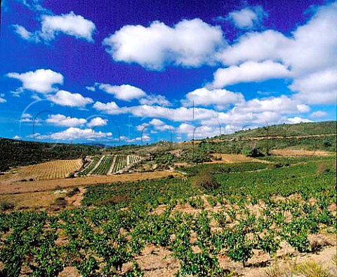 Vineyards high in the hills above DurbanCorbires   Aude France     Corbires  Terroir de Durban