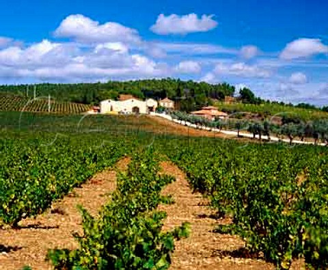 Domaine de Joliette Montpins PyrnesAtlantiques   France  Ctes du RoussillonVillages  Rivesaltes