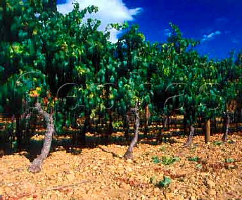 Vineyard on stoney soil near Vauvert Gard France  Costires de Nmes