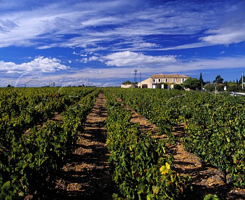 Vineyard near Vauvert Gard France  Costires de Nmes