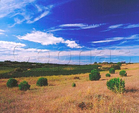 Vineyard near Beauvoisin Gard France  Costires de Nmes
