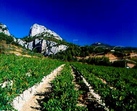 Vineyard below the Dentelles de Montmirail at   Lafare near BeaumesdeVenise Vaucluse France   Ctes du RhneVillages