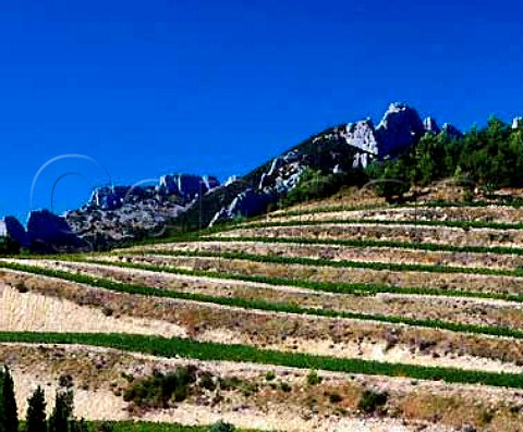 Terraced vineyard high on the slopes of the   Dentelles de Montmirail above Lafare   Vaucluse France   Gigondas  Ctes du RhneVillages