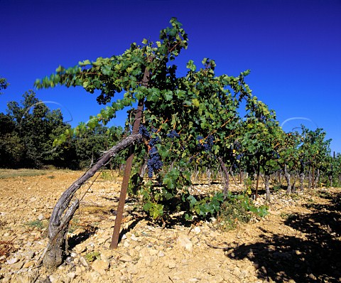 Cabernet Sauvignon vineyard of Domaine de Triennes   owned by Aubert de Villaine and Jacques Seysses  NanslesPins Var France   Coteaux Varois