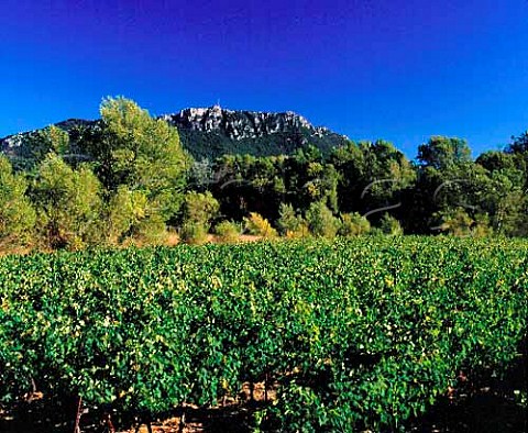 Vineyard near Tourves Var France    Coteaux Varois