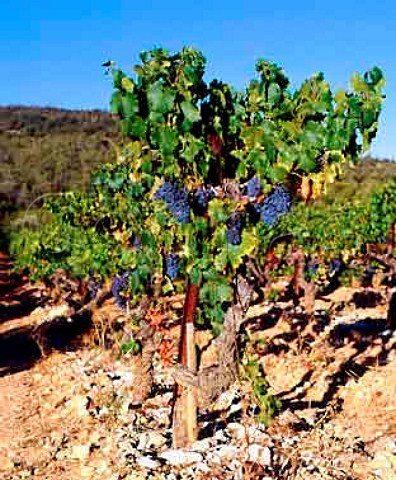 Grenache vine of Chteau des Chaberts   Garoult Var France   Coteaux Varois