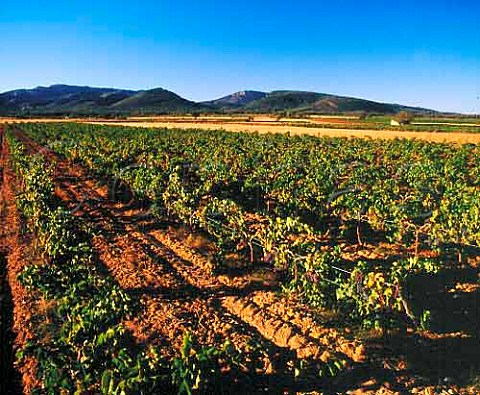 Vineyard near Garoult Var France     Coteaux Varois