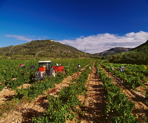 Harvesting Grenache grapes in vineyard of   Chteau des Chaberts Garoult Var France      Coteaux Varois