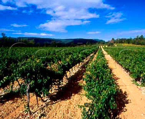Cabernet Sauvignon vineyard of   Chteau des Chaberts Garoult Var France  Coteaux Varois