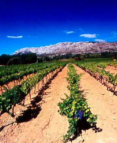 Vineyard at the foot of Montagne SteVictoire   near Puyloubier BouchesduRhne France  Ctes de Provence