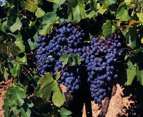 Cinsaut grapes Ctes de Provence