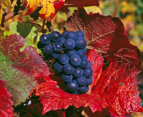 Pinot Noir grapes and autumn leaves   VosneRomane Cte dOr France   Cte de Nuits