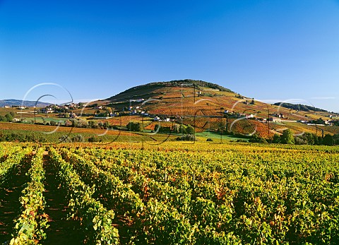 Autumnal Gamay vineyards around Mont Brouilly Odenas Rhne France  Cte de Brouilly  Beaujolais