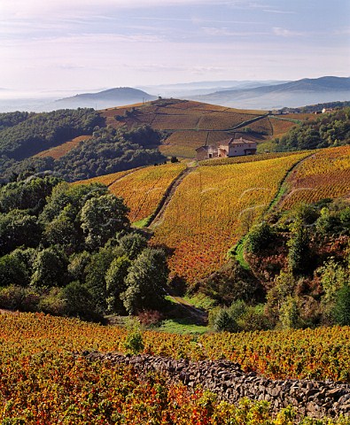 Autumnal Gamay vineyards high in the hills above Chiroubles Rhne France   Chiroubles  Beaujolais