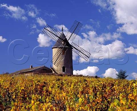 The windmill of MoulinVent above its autumnal Gamay vineyard RomancheThorins SaneetLoire   France        MoulinVent  Beaujolais