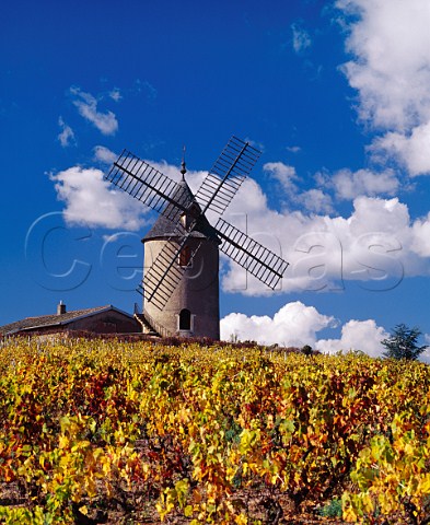 The windmill of MoulinVent above its autumnal   Gamay vineyard RomancheThorins SaneetLoire   France        MoulinVent  Beaujolais