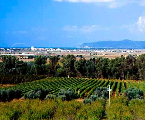 Vineyard of Fattoria La Parrina with the sea in the   distance   Near Orbetello Grosseto Province   Tuscany Italy   Parrina  Southern Maremma