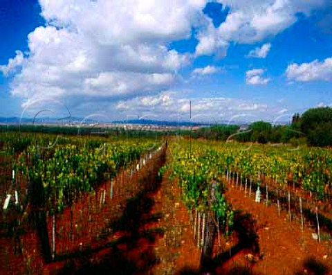Young vineyard of Fattoria La Parrina   near Orbetello Grosseto Province Tuscany Italy    Parrina  Southern Maremma