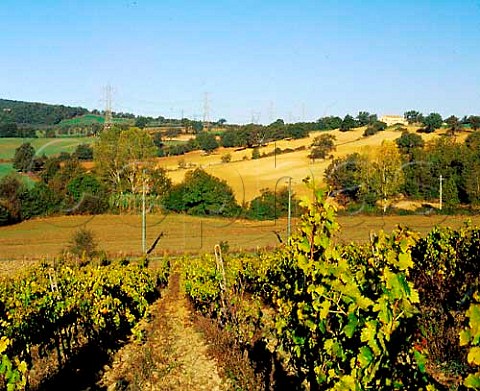 La Stellata vineyard of Manlio Giorni and Clara Divizia Manciano Grosseto Province Tuscany Italy   Bianco di Pitigliano  Southern Maremma
