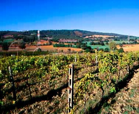 La Stellata vineyard of Manlio Giorni and Clara   Divizia Manciano Grosseto Province Tuscany Italy   Bianco di Pitigliano  Southern Maremma