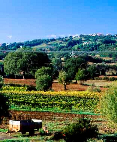 La Stellata vineyard of Manlio Giorni and Clara   Divizia Manciano Grosseto Province Tuscany Italy   Bianco di Pitigliano  Southern Maremma