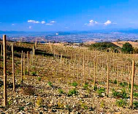 New vineyard near Scansano Grosetto Province   Tuscany Italy     Morellino di Scansano  Southern Maremma