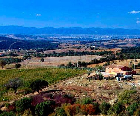 Vineyard near Montiano Grosetto Province Tuscany   Italy   Morellino di Scansano  Southern Maremma