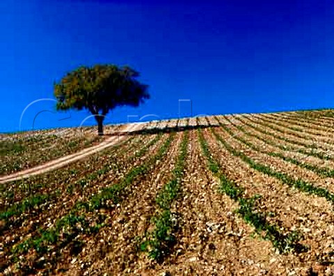 New vineyard near Montiano Grosetto Province   Tuscany Italy     Morellino di Scansano  Southern Maremma