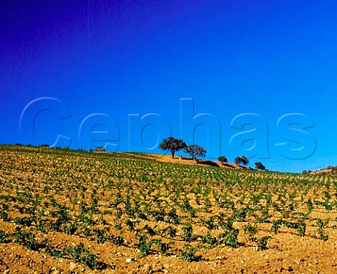 New vineyard near Montiano Grosetto Province   Tuscany Italy     Morellino di Scansano  Southern Maremma