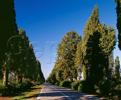 The avenue of Cypress trees along the road leading to the village of Bolgheri Livorno province Tuscany Italy