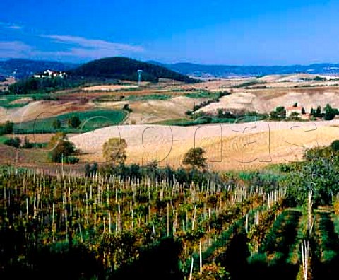 Vineyard near Castellina Marittima Tuscany Italy  Montescudio