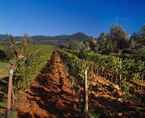 Cabernet Sauvignon vineyard of   Tenuta dellOrnellaia Bolgheri Tuscany Italy
