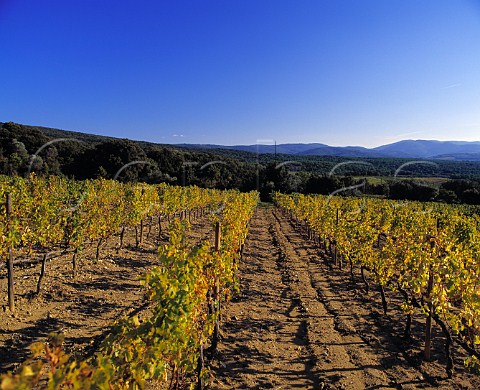 Poggio alle Gazze vineyard of Tenuta    dell Ornellaia Bolgheri Tuscany Italy
