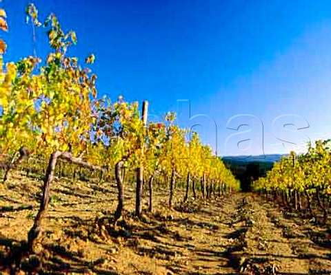 Poggio alle Gazze vineyard of Tenuta   dell Ornellaia Bolgheri Tuscany Italy