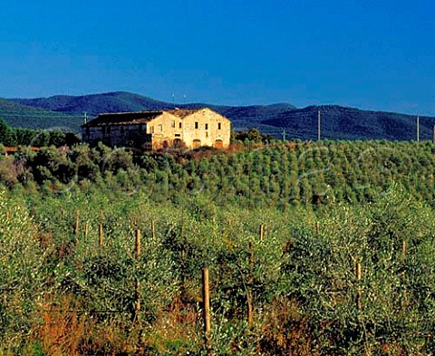 Old press house surrounded by a new olive grove   Bibbona Livorno Province Tuscany Italy