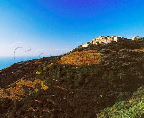 Terraced vineyards at Volastra on the coast of   Liguria Italy   Cinque Terre