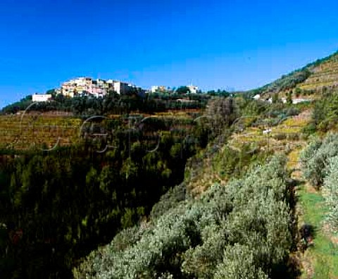 Terraced vineyards at Volastra on the coast of   Liguria Italy   Cinque Terre