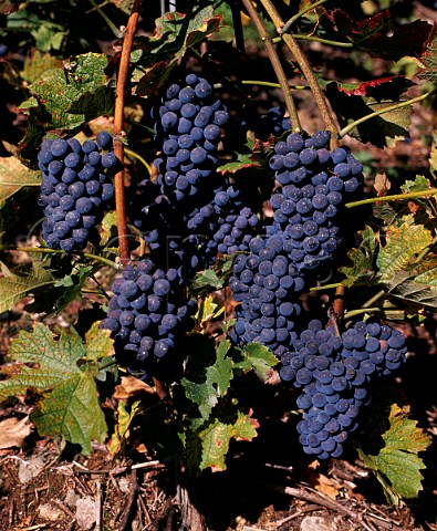 Bunches of Gamaret grapes a Swissbred cross of   Gamay and Reichensteiner     Valais Switzerland