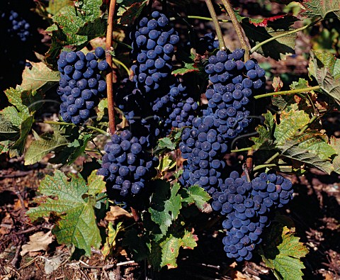 Bunches of Gamaret grapes a Swissbred cross of   Gamay and Reichensteiner     Valais Switzerland