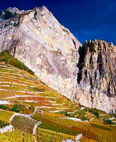 Autumnal terraced vineyards Chamoson   Valais Switzerland
