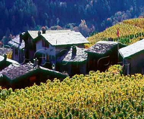 Autumnal vineyards surround traditional slateroofed   houses at Plan Cerisier near Martigny Valais   Switzerland