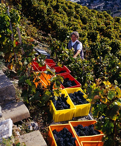 Harvesting Pinot Noir grapes in vineyard above   Martigny Valais Switzerland